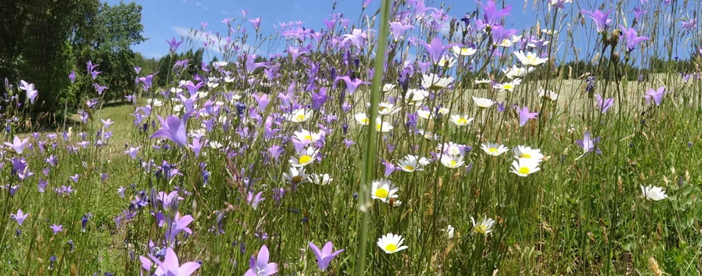 Blumenwiese