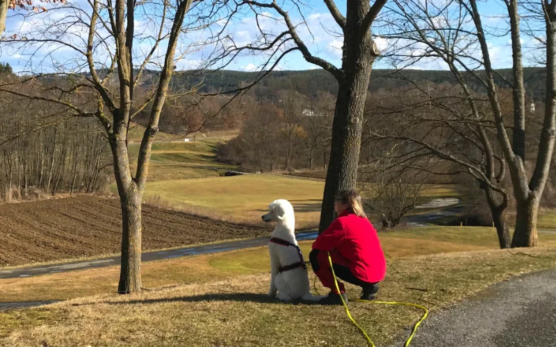 Lichtpfoten Tierkommunikation – Symbolbild von Mensch und Hund, die zusammen in die Ferne schauen