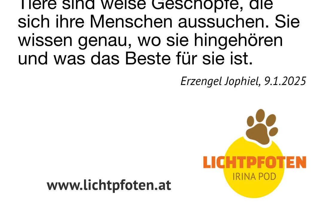 Lichtpfoten-Akasha-Reading: Botschaft für Menschen und ihre Tiere für das Jahr 2025