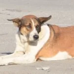Foto von einem Hund, Symbolbild für den Artikel von Lichtpfoten Tierkommunikation und Tierenergetik über seriöse Tierkommunikation