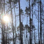 Symbolbild (Wintersonne im Wald) für den Blogartikel Akasha-Botschaft 2026, Lichtpfoten Tierenergetik